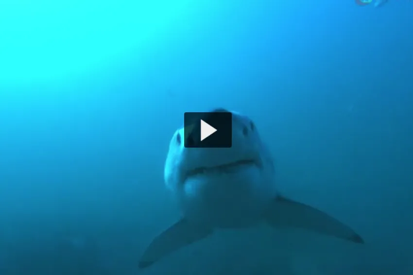 Screenshot from video with the face of a great white shark swimming at the screen.