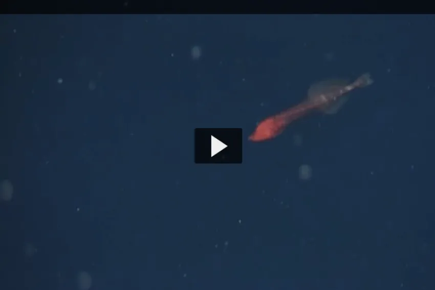 Screenshot from video of a red whalefish swimming in the ocean.