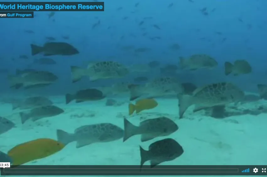 Screenshot from video of fish swimming in clear blue water in the Cabo Pulmo reserve.