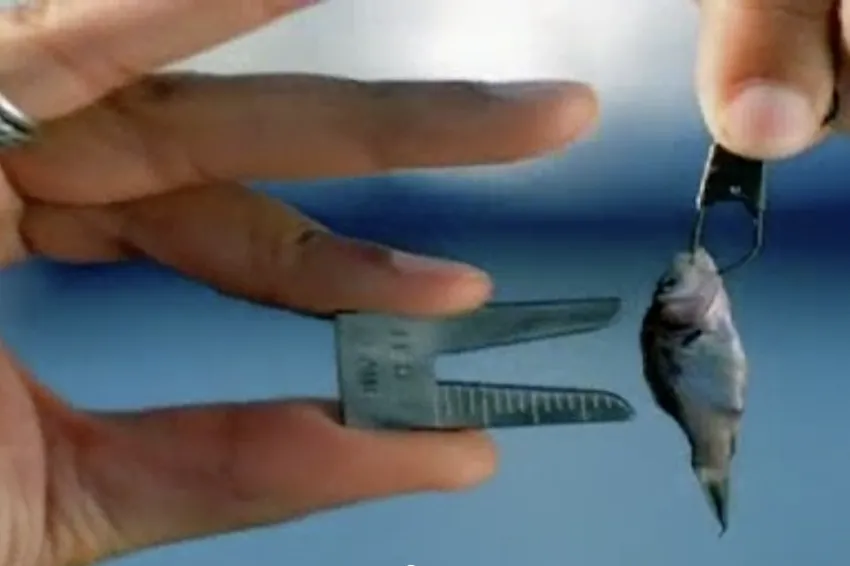 measuring a fish