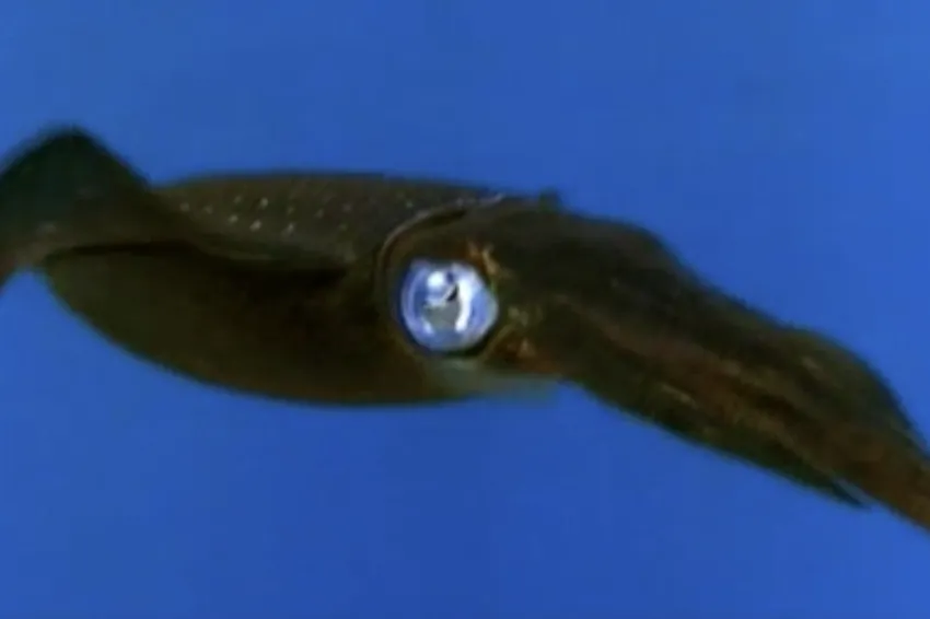 a squid in blue water