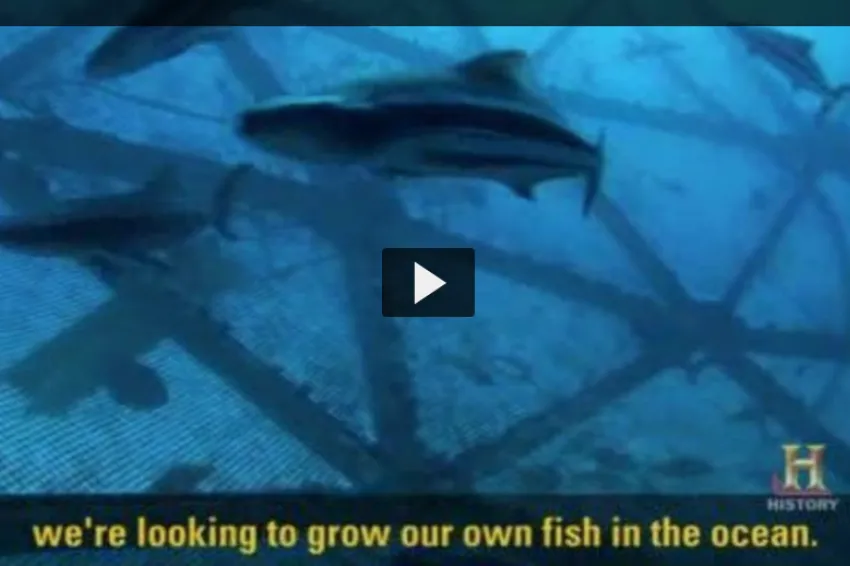 A screenshot from the video "Making Aquaculture Sustainable" with tuna in an offshore fish farm in a net.