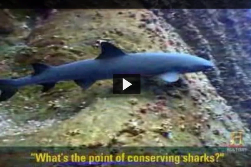 A screenshot from the video of a shark swimming underwater. 