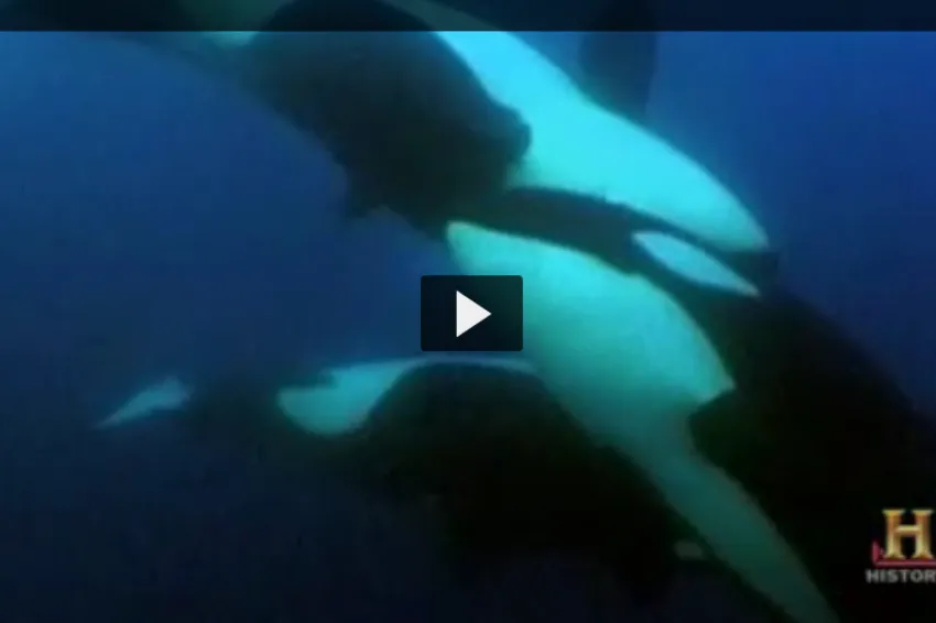 A screenshot from video showing three orcas swimming. 