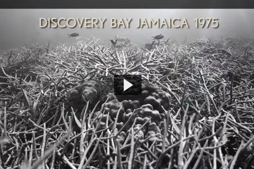 A screen shot from video "From Despair to Repair" showing a black and white image of a coral reef in 1975.