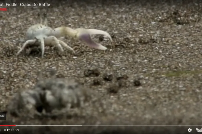 A screenshot from the video showing a fiddler crab with a large claw.