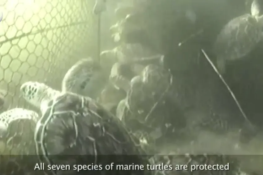 sea turtles in a cage