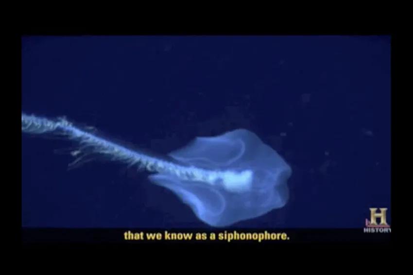 a siphonophore