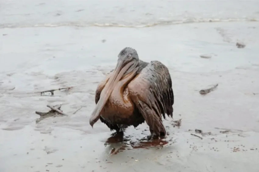 a pelican covered in oil