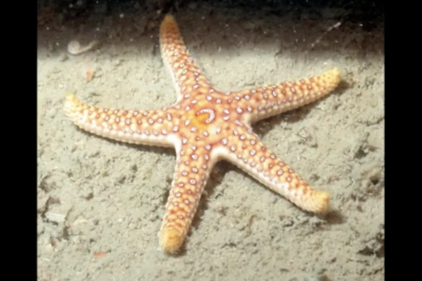 a seastar