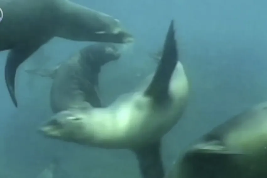 California sea lions swimming