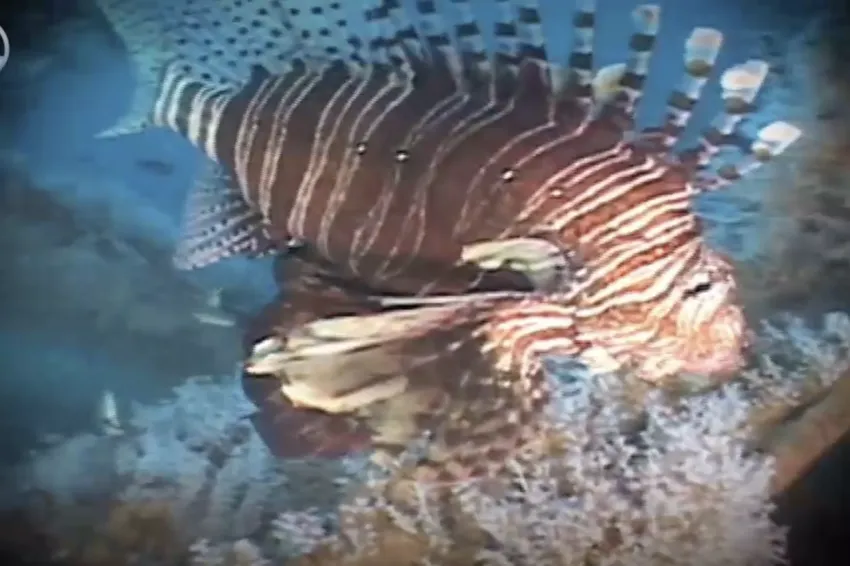 a red lionfish