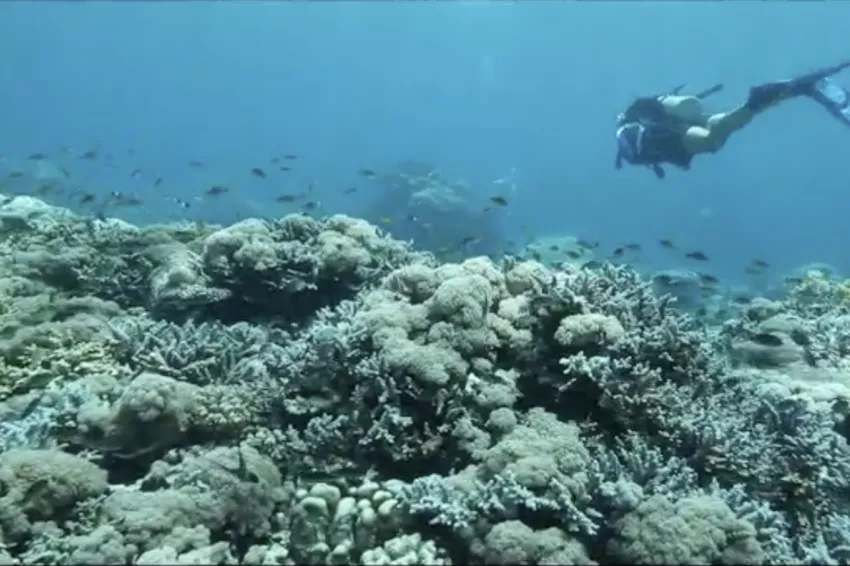 a diver over a coral reef