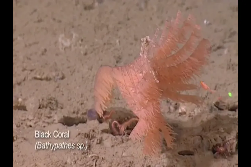 a pink coral