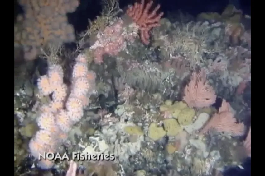 different kinds of deep sea corals