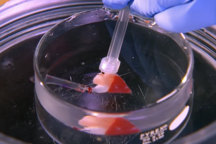 a heart in a petri dish