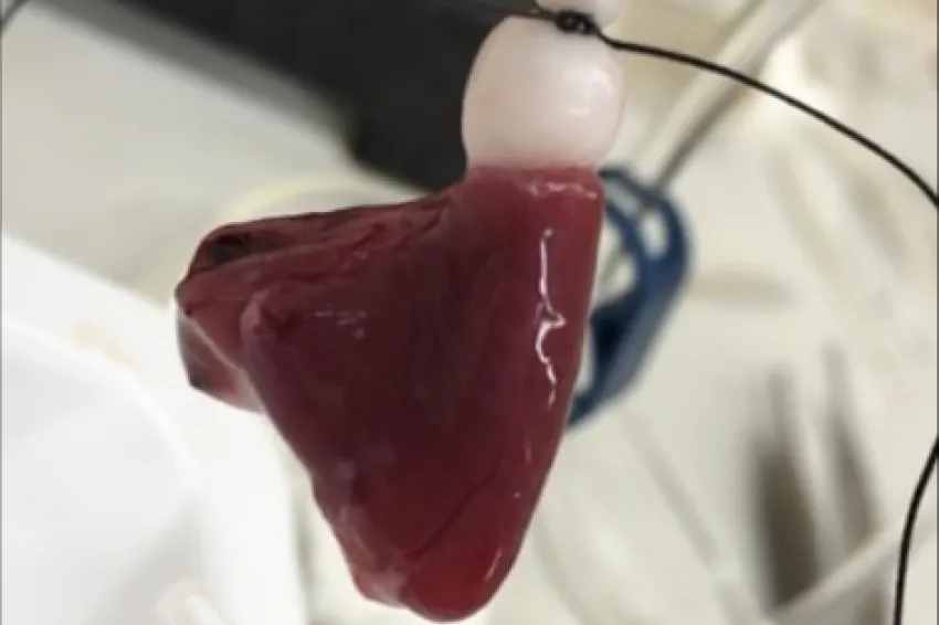 a fish heart is washed with solution in the lab