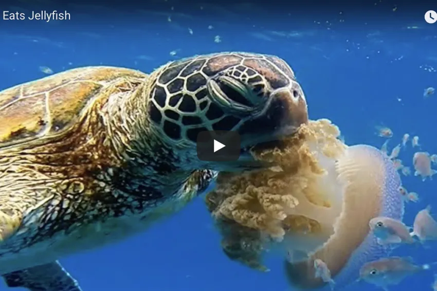 a sea turtle eats a jellyfish