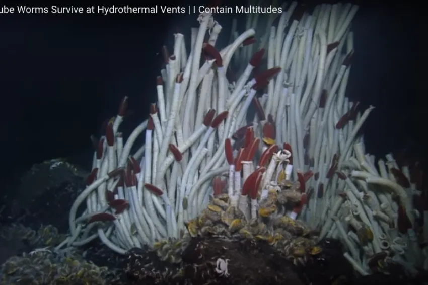 A screenshot from the video showing large white tubeworms with red tips on seafloor. 