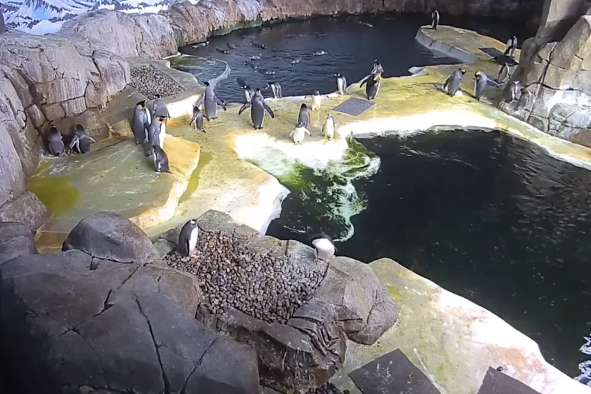 Penguins in an aquarium habitat. 