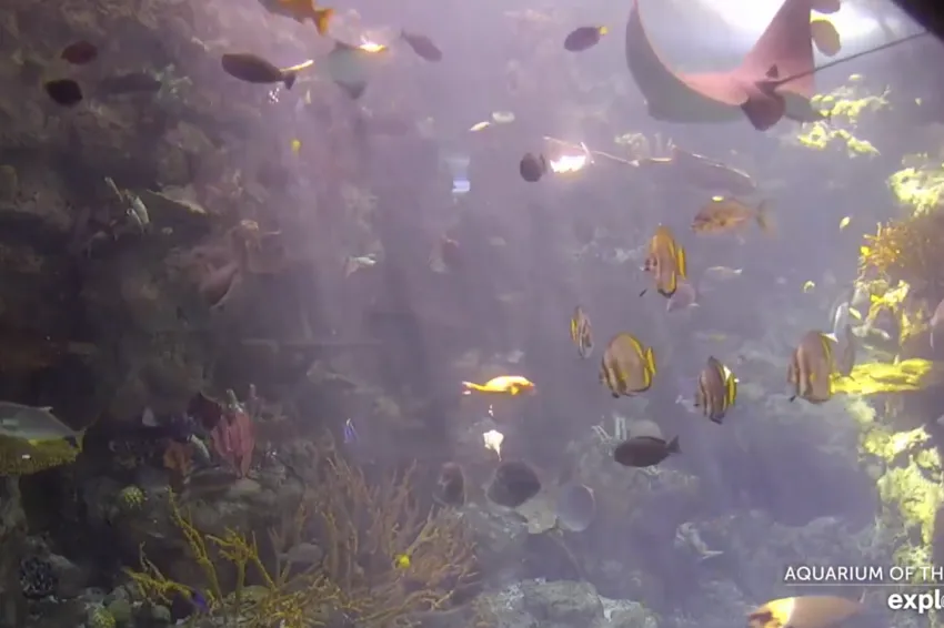 Tropical fish and a ray swim in an aquarium tank. 
