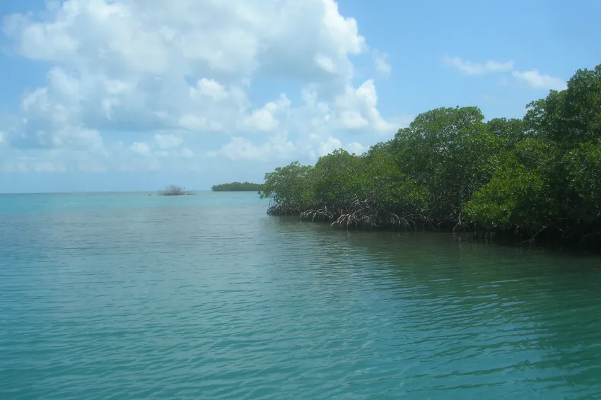 Coastal mangroves along the edge of the ocean.