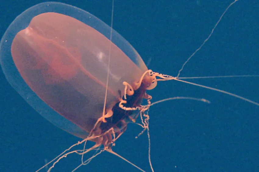 The red paper lantern jellyfish is the focus of the latest podcast One Species at a Time, by the Encyclopedia of Life. Vacuumed up from its habitat a mile down in the ocean, the red paper lantern jelly may not look like much. Mostly water, it’s