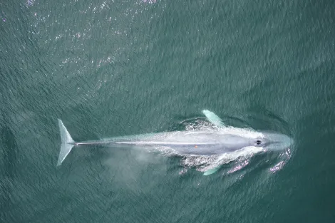 A blue whale with a removable tag surfaces off the coast.