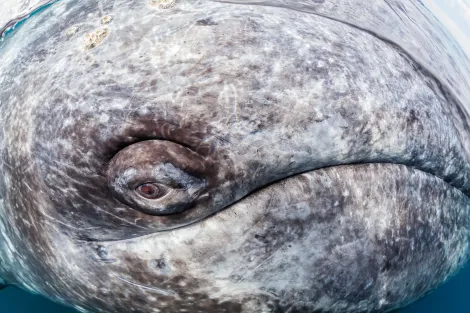 A close up of a grey whale face