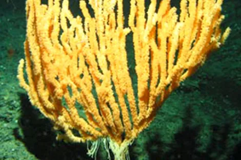 This species of bamboo coral, discovered in 2004 in the Pacific Northwest, has unusually long and impressive tentacles.