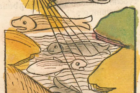 several drawn fish under a sun