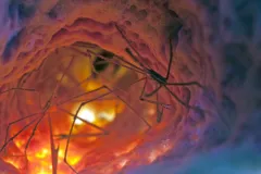 Arrow crabs are small, spider-like crabs that live on coral reefs.(CLICK IMAGE TO OPEN SLIDESHOW WITH MORE WINNING PHOTOS FROM THE CONTEST)