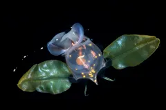 a sea butterfly with leaf like wings