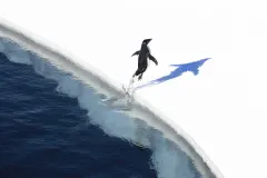 A small Adélie penguin hops on a piece of ice. 