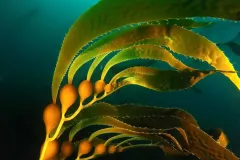 Kelps are large, brown algae that grow along coasts around the world, especially in cooler regions.