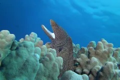 Whitemouth morays hide in the crevices of Indo-Pacific coral reefs with only their heads (and white mouths) emerging, mouths agape, to breathe and hunt crustaceans and fish.