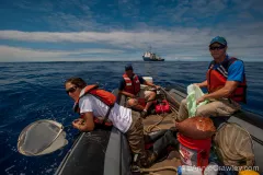 Trash Detective and marine ecologist Chelsea Rochman cruises through the Great Pacific Garbage Patch, net in hand, scooping up plastic, fouling communities and more.
