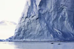 Three distinct types of killer whale can be found in the Antarctic, each with a different habitat and diet preference.