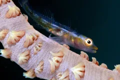 Whip coral gobies live on coral reefs throughout the Indo-Pacific, where they are found on a single species of coral: black wire coral.