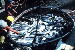 Tuna caught in the Indian Ocean show the huge scale of commercial fishing.