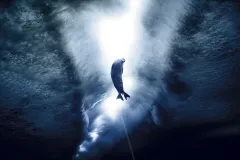 Weddell seals grind their teeth on holes in the ice to keep them open to their comings and goings between ocean and air.