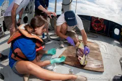 Chelsea Rochman dissects a dorado caught by the crew to see if it had eaten plastic. Nearly 10 percent of all fish collected on the expedition had plastic in their systems.