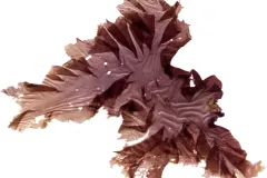 a frond of red algae