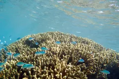 On coral reefs fish are important links in the food chain that sustains higher-order predators (including humans) and keeps everything in balance.