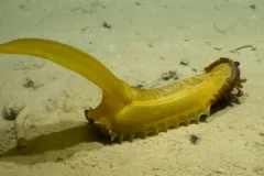 A yellow, transparent sea creature on a sandy ocean bottom.