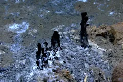 black oozes up from the seafloor