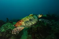 A hawksbill sea turtle with a transmitter on its back. 
