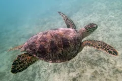 A green sea turtle swims
