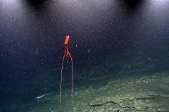 a deep sea squid