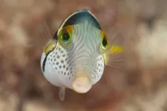 Valentinni's sharpnose puffer lives on Indo-Pacific coral reefs, where it shoals in groups of 10-100 puffers and feeds on algae and tunicates.